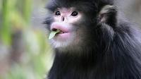 探访怒江的精灵——怒江金丝猴