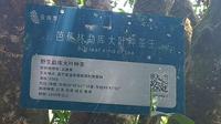云南季平台挂牌上市千年古树红茶王