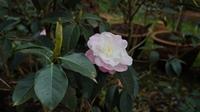 赏茶花、走林荫、长见识