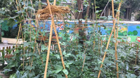 老昆明人消失的“菜园子”