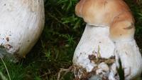野生菌--来自大自然的馈赠