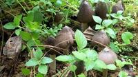 普洱市西盟县安排部署食品安全暨野生菌中毒防控工作