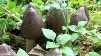文山广南黑皮鸡枞成功试种