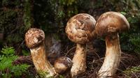 香格里拉丛林里的天然宝藏——松茸