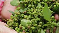 广南县者兔乡斗月村：青花椒助力乡村振兴