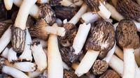 玉龙县石鼓镇羊肚菌迎来收获季，大量新鲜“珍品”上市
