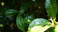 云南普洱春茶大量上市，茶叶市场行情可观