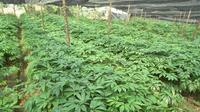 “十大云药”品牌药材品种遴选初步完成