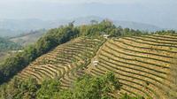 思茅区倾力打造有机茶产业基地