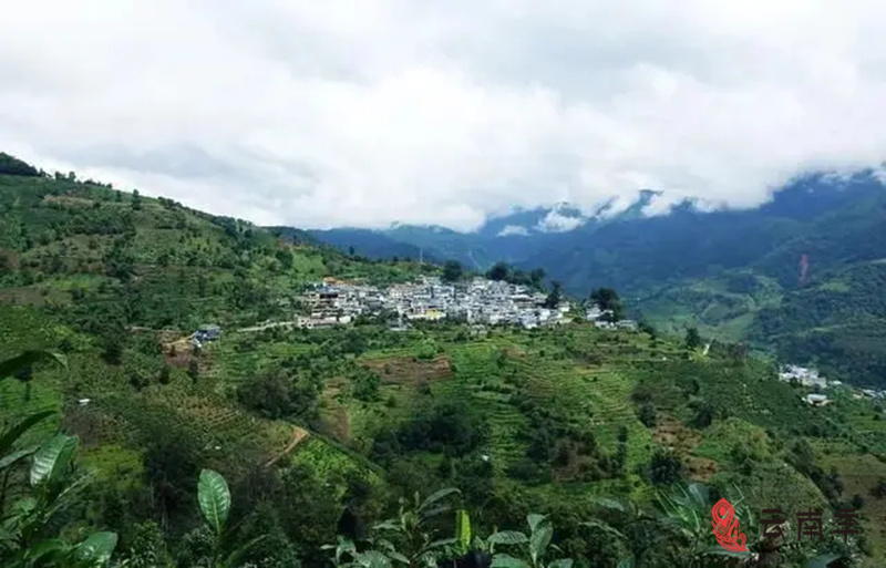 冰岛南迫茶香弥漫的世外老寨