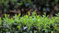 临沧凤庆滇红集团开秤迎来开门红  收购春茶逾23吨