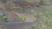 弥勒寺河里消失的土著鱼