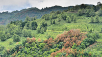 联席村古茶园：茶树万余株，香满一方村