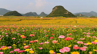 云南十八怪之四季鲜花开不败 | 关于云花，春夏秋冬有话说