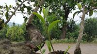 宁洱之巅 困鹿山上寻茶记