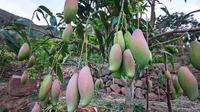 大姚湾碧：早熟芒果喜获丰收