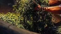 天韵古茶·韵味之茶一一大自然的馈赠
