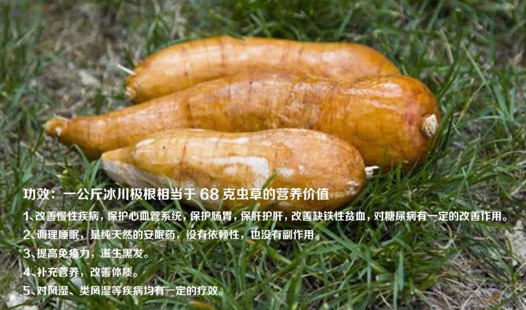 珍稀中药材新贵,功效堪比软黄金